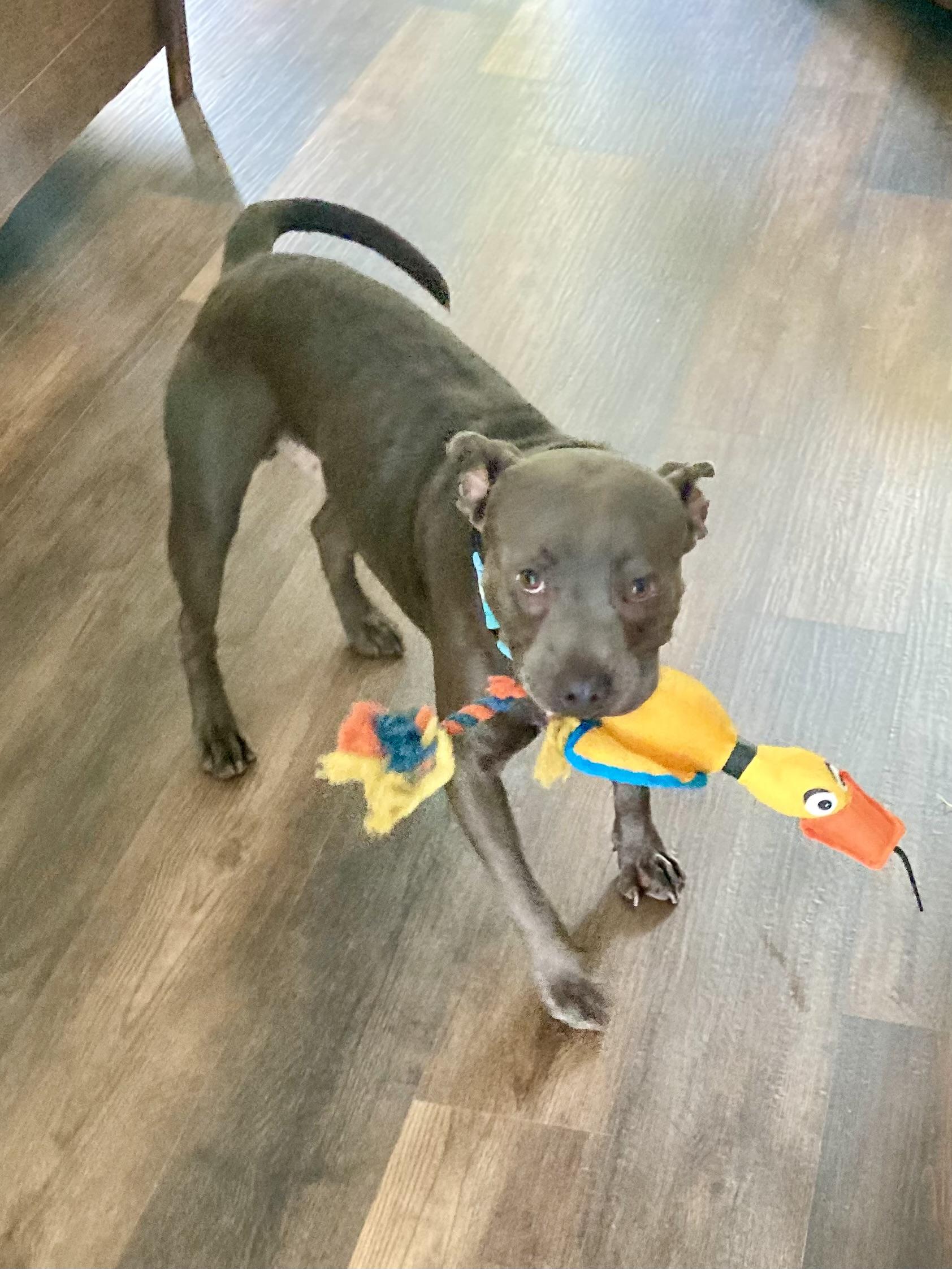 FATHEAD….GREAT FAMILY PET!