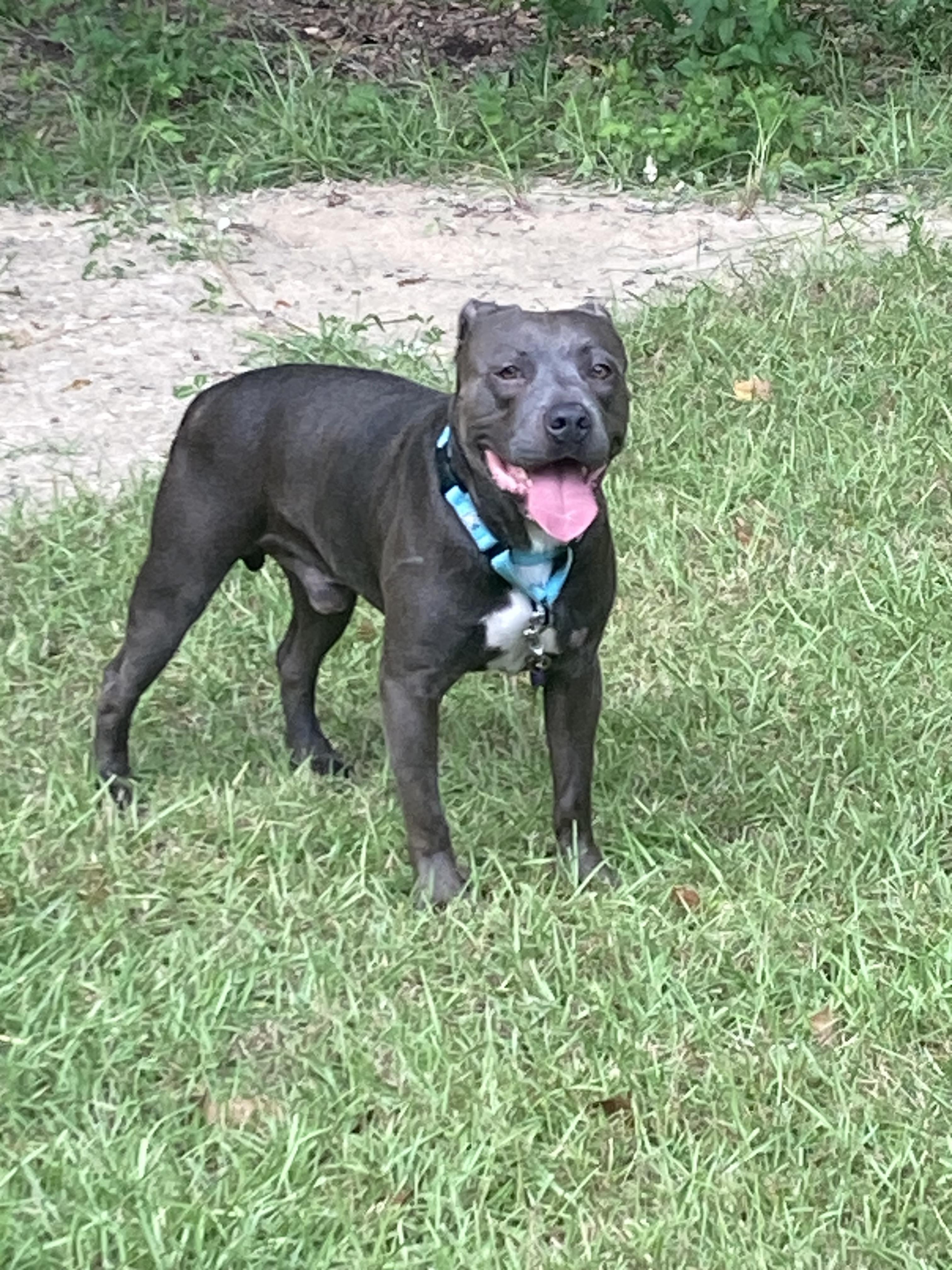 FATHEAD….GREAT FAMILY PET!