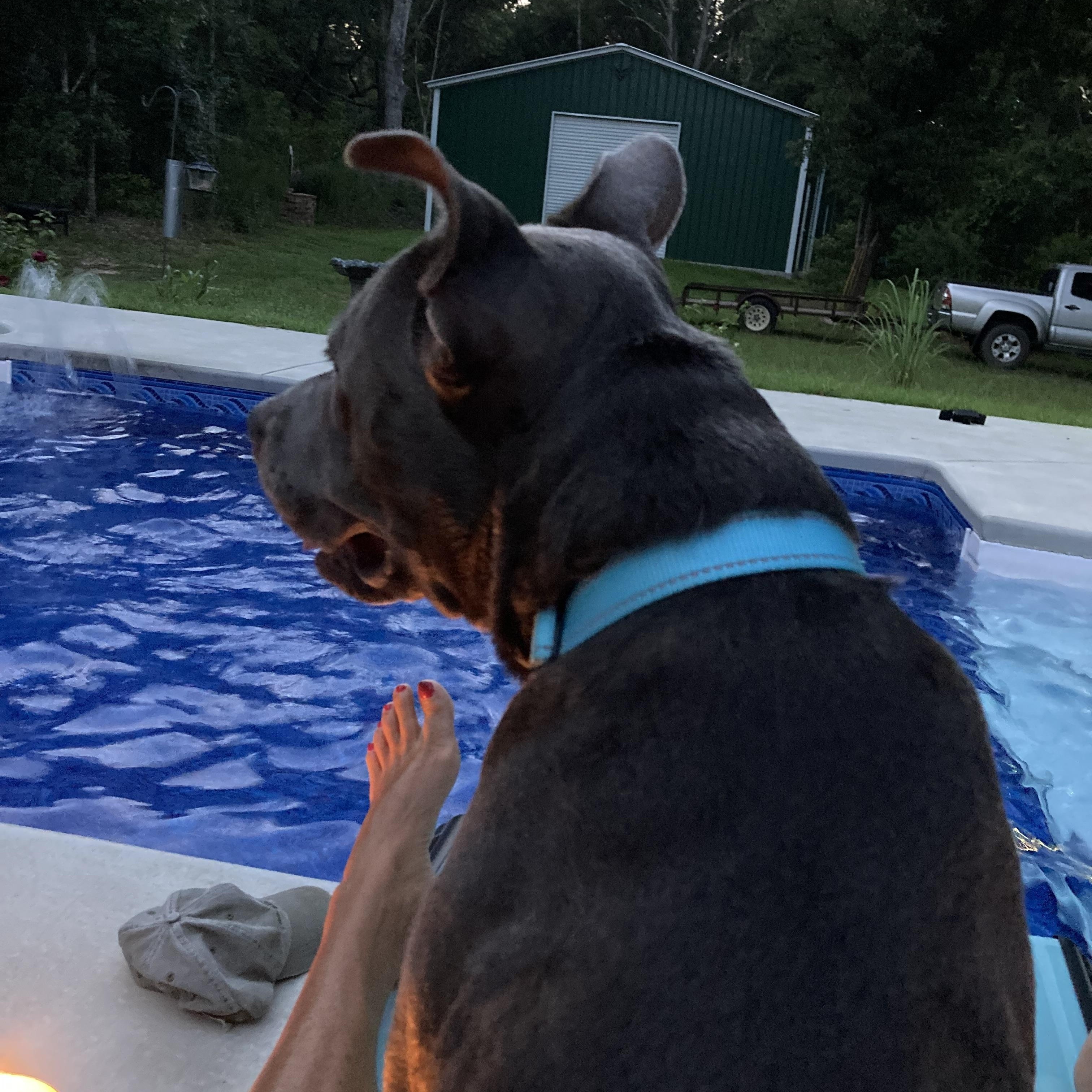 FATHEAD….GREAT FAMILY PET!