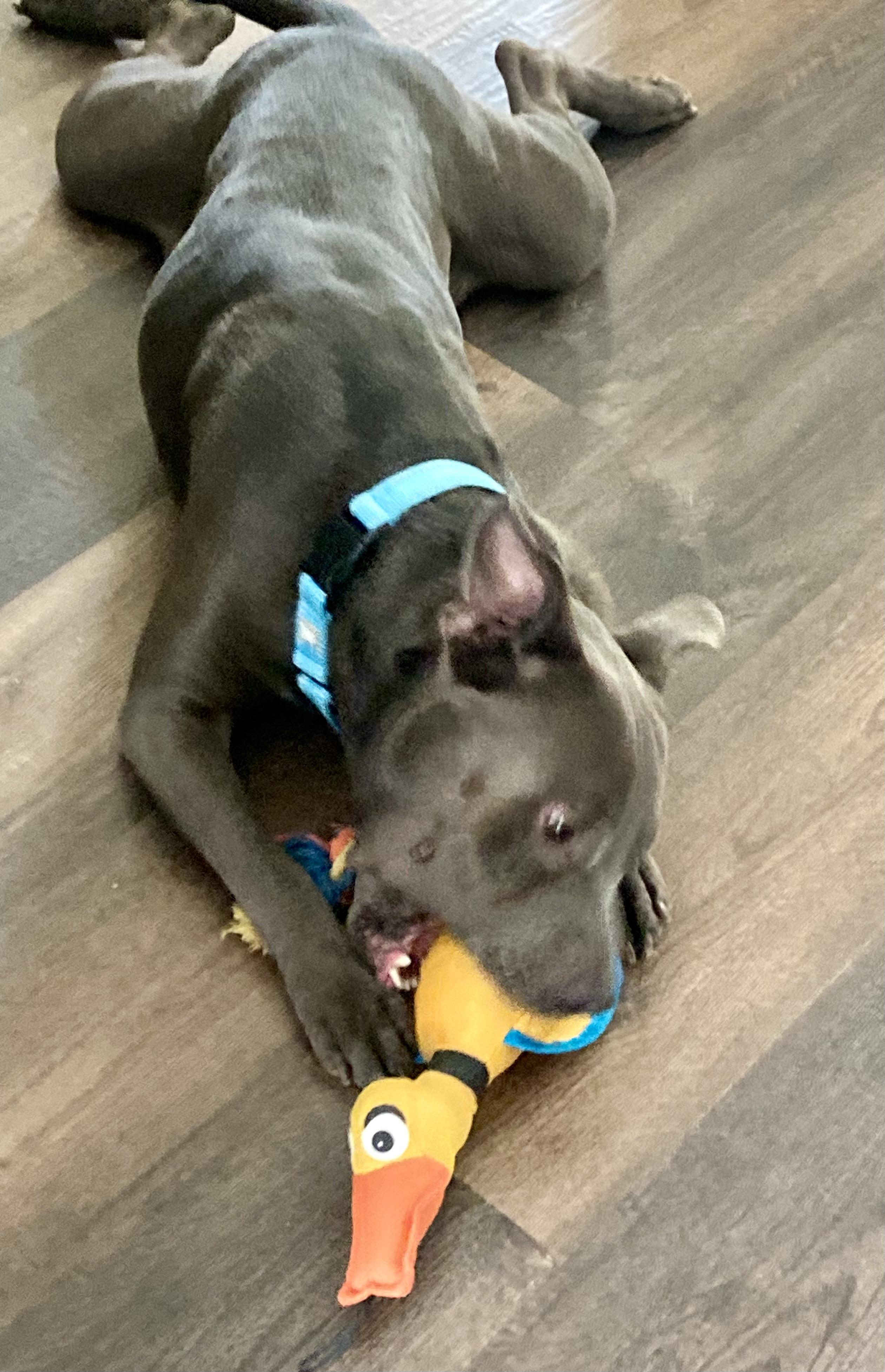 FATHEAD….GREAT FAMILY PET!