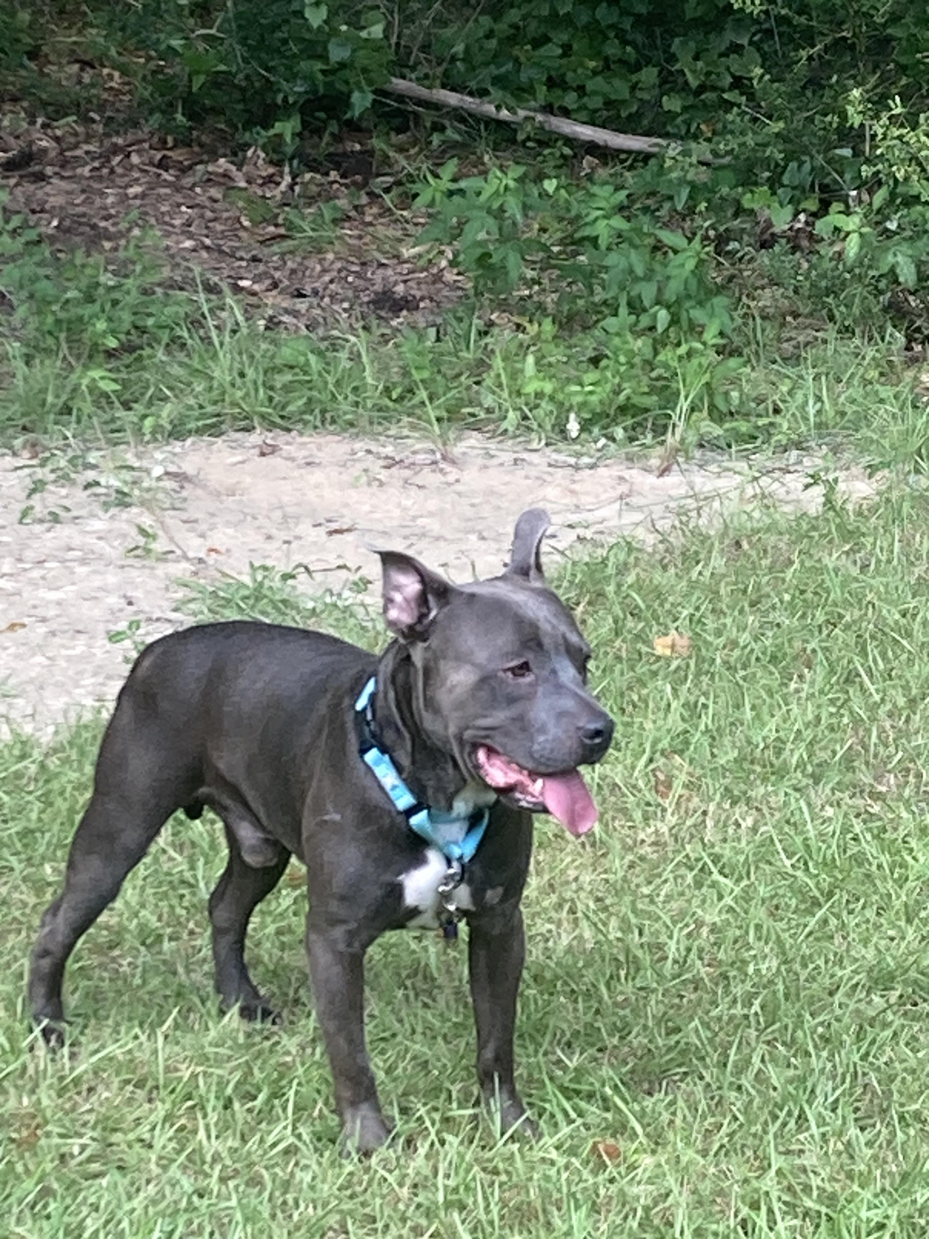 FATHEAD….GREAT FAMILY PET!