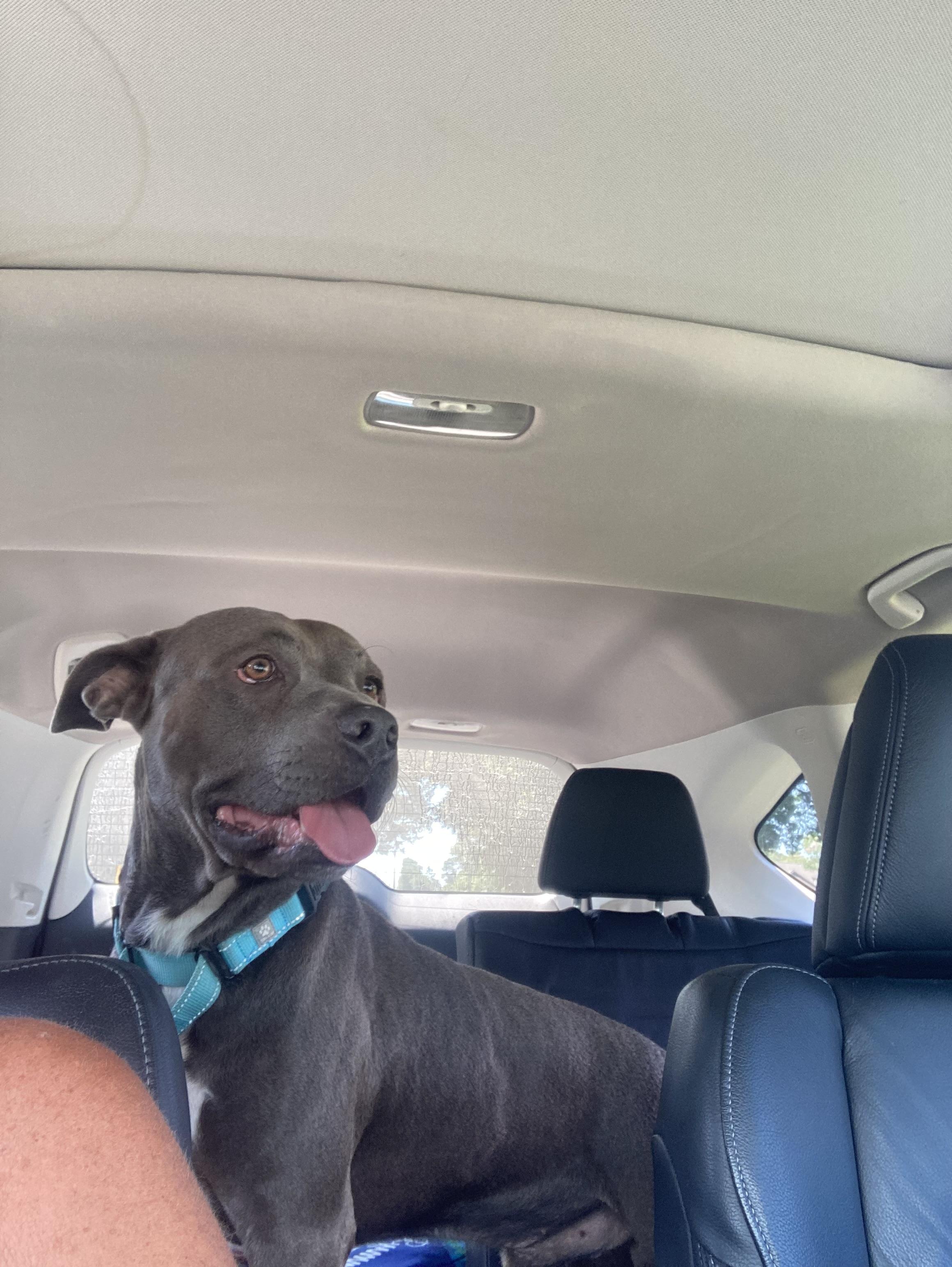 FATHEAD….GREAT FAMILY PET!