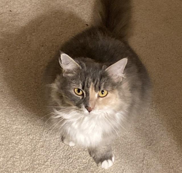 MAEVE, Adoptable, Senior Female Domestic Medium Hair.