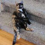 Enlarge Mamma, a Adoptable Tortoiseshell in Mission, KS image 1/2