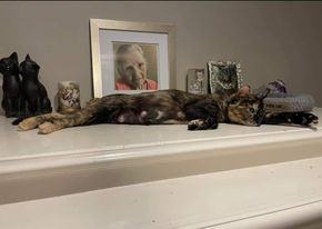 Enlarge Mamma, a Adoptable Tortoiseshell in Mission, KS image 2/2