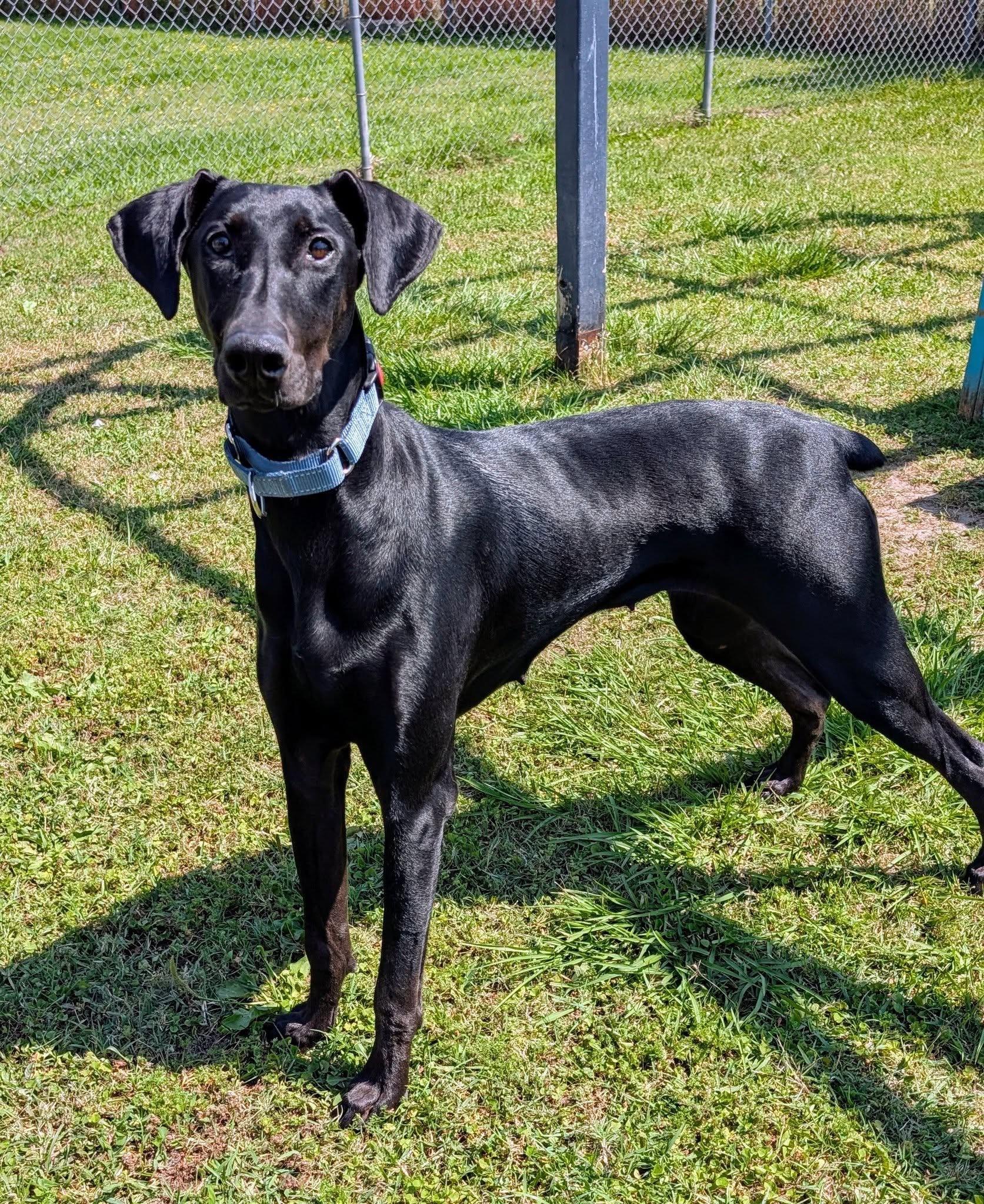 Luna Belle, Adopted, Young Female Doberman Pinscher.