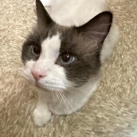 Simon, Adoptable, Adult Male Siamese & Domestic Long Hair.