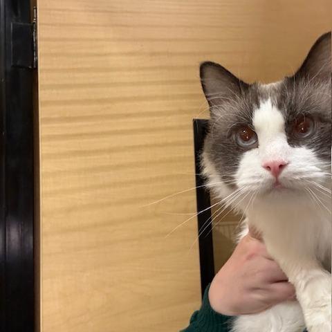 Enlarge Simon, a Adoptable mixed breed in Pleasant Hill, MO image 2/3