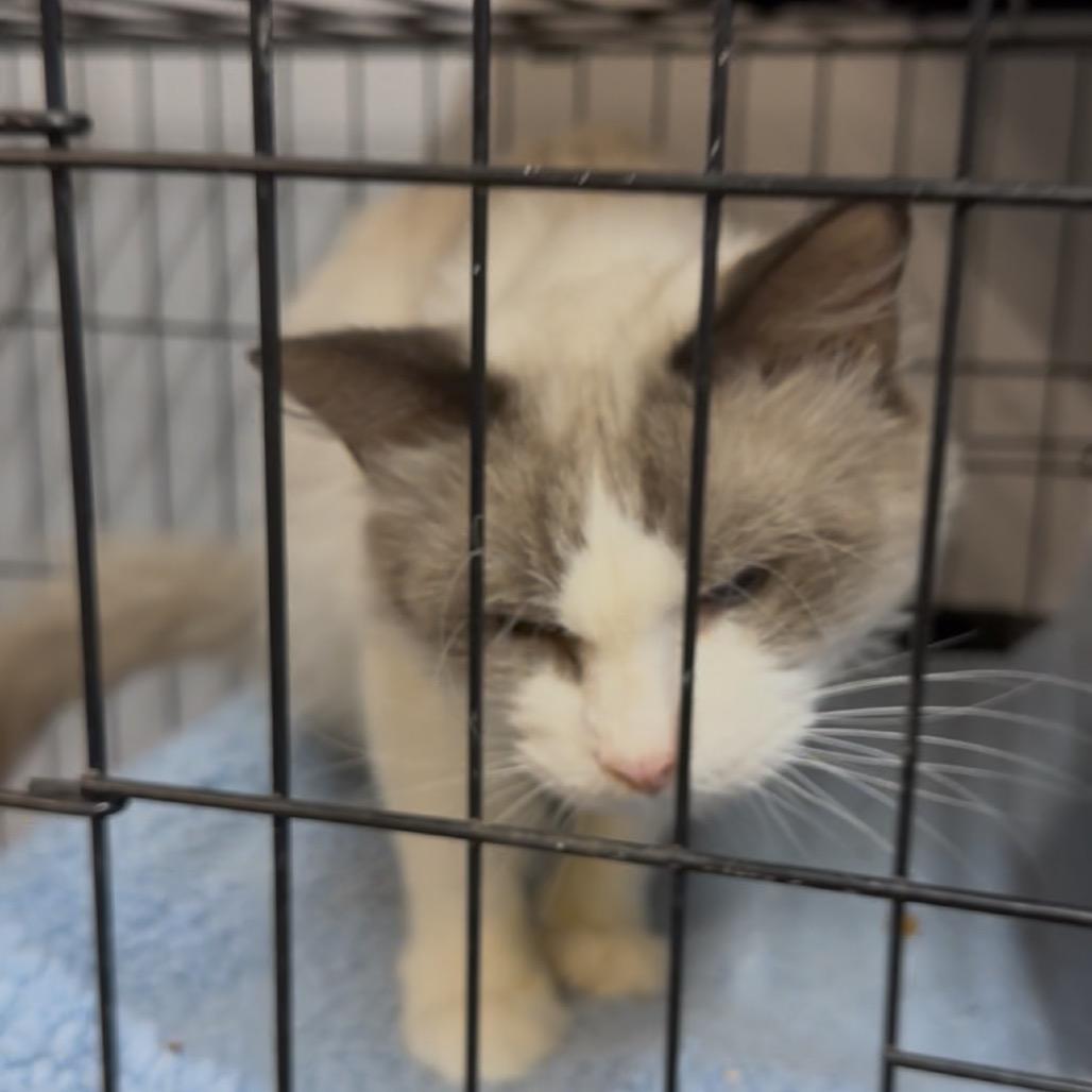 Enlarge Simon, a Adoptable mixed breed in Pleasant Hill, MO image 3/3