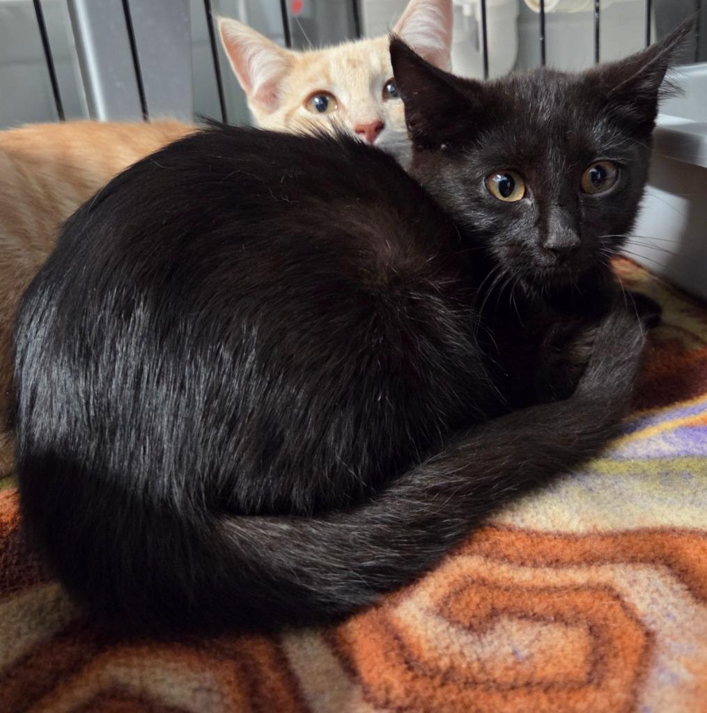 Julie, Adoptable, Young Female Domestic Short Hair.