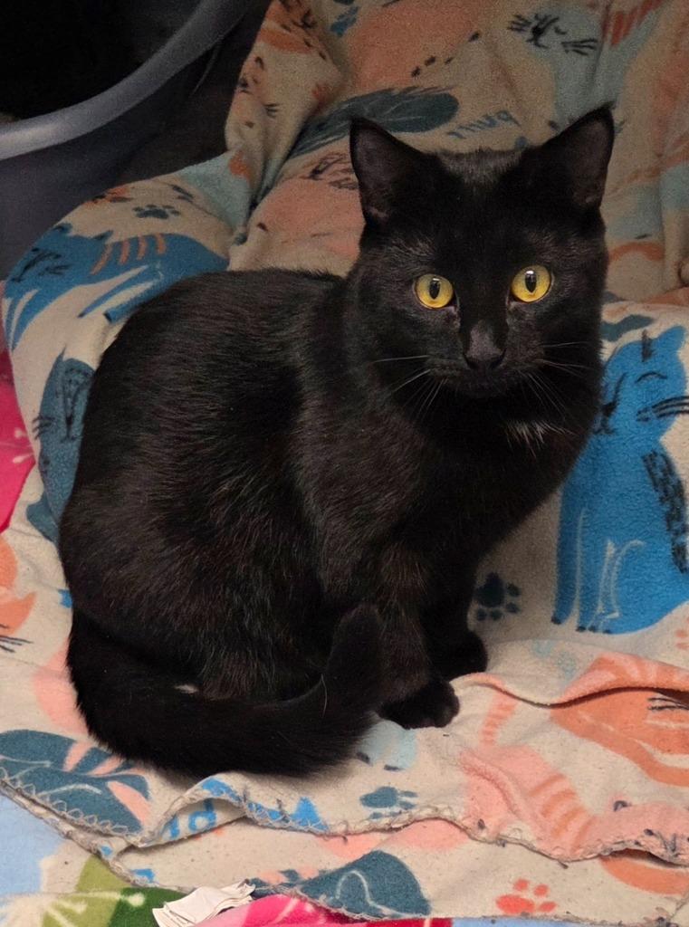 Enlarge Julie, a Adoptable mixed breed in Muskegon, MI image 2/2