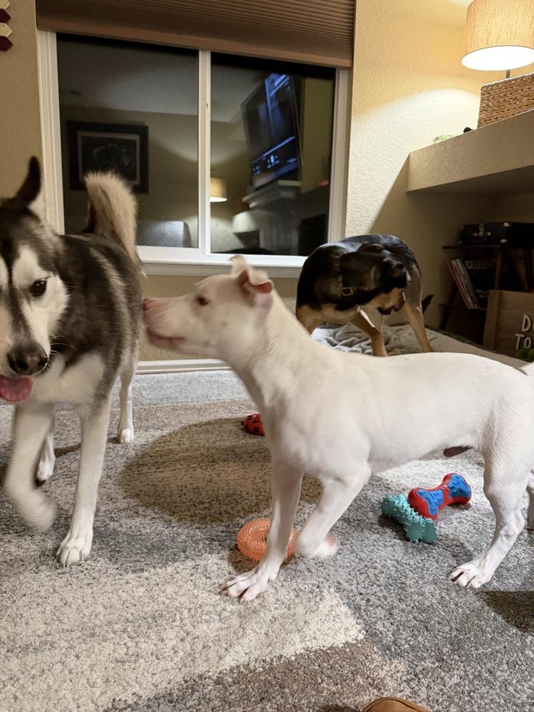 Orion, a Adoptable mixed breed in Colorado Springs, CO image 1/6