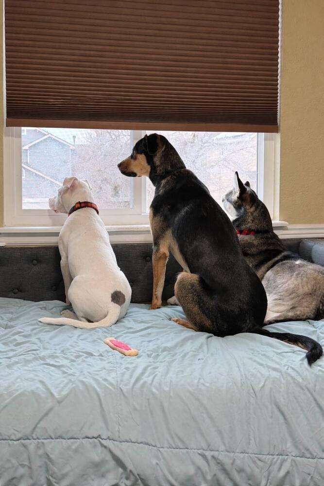 Orion, a Adoptable mixed breed in Colorado Springs, CO image 2/6