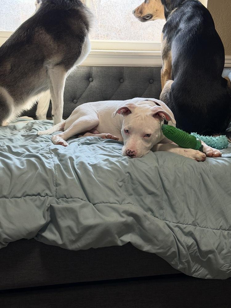 Orion, a Adoptable mixed breed in Colorado Springs, CO image 3/6