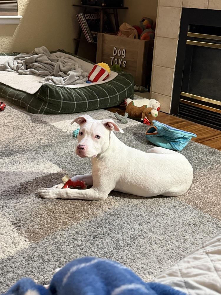 Orion, a Adoptable mixed breed in Colorado Springs, CO image 4/6