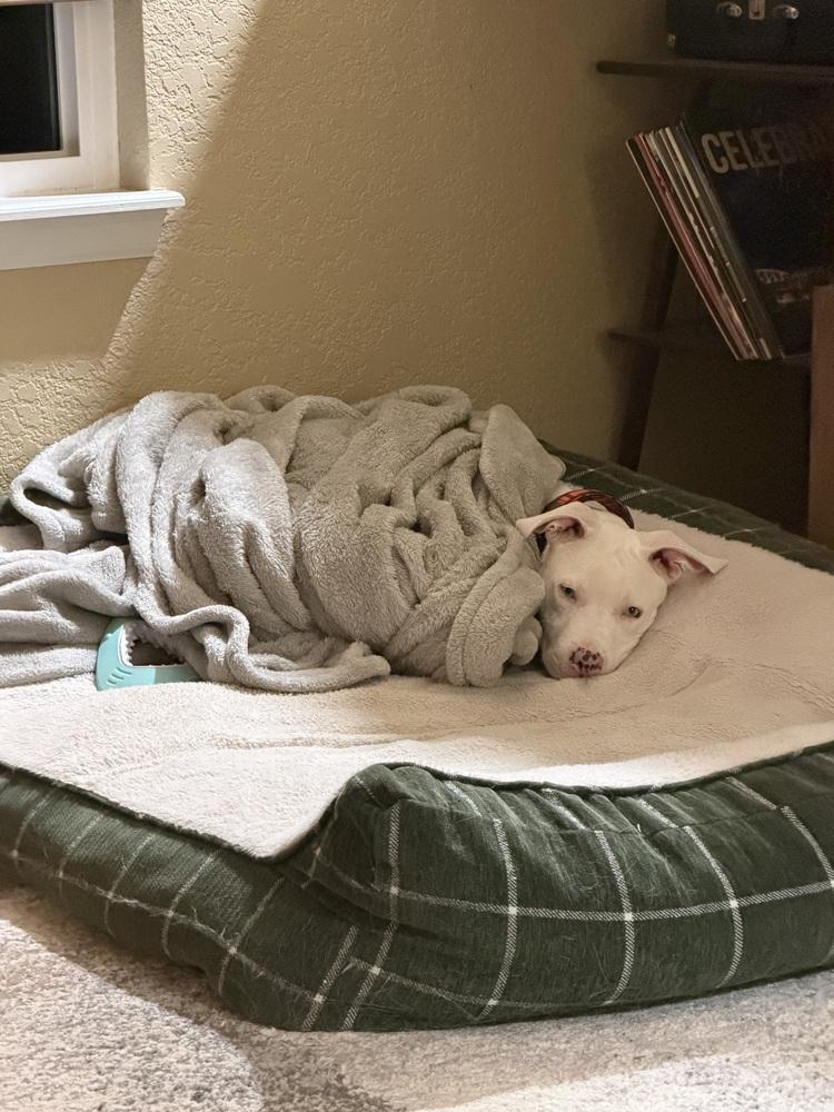 Orion, a Adoptable mixed breed in Colorado Springs, CO image 5/6