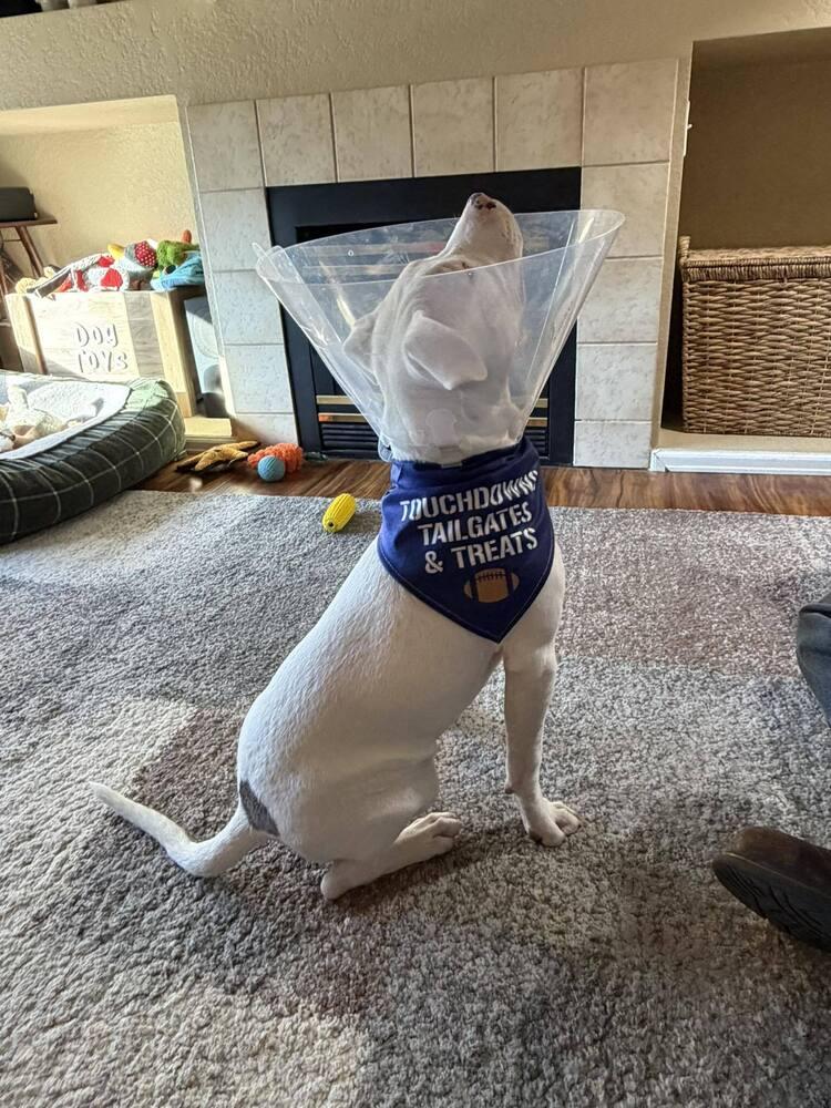 Orion, a Adoptable mixed breed in Colorado Springs, CO image 6/6