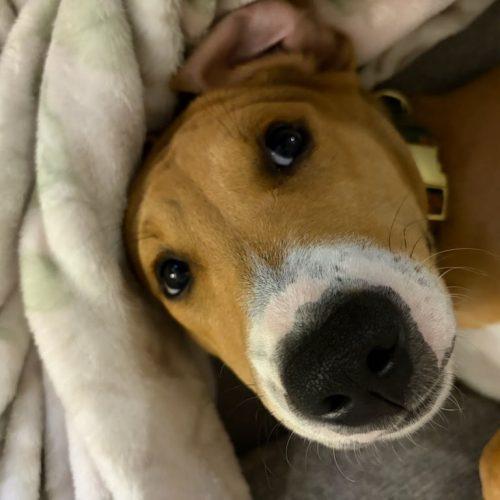 Enlarge Gracie, a Adoptable mixed breed in Sanford, NC image 1/1