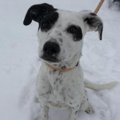 Rollie, adopted, Young Female Collie.