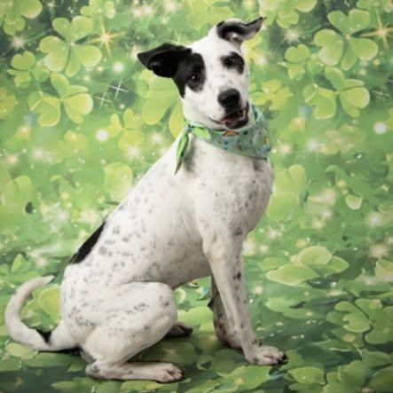 Enlarge Rollie, an adopted mixed breed in North Kansas City, MO image 2/3