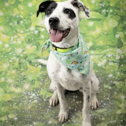 Enlarge Rollie, an adopted mixed breed in North Kansas City, MO image 3/3