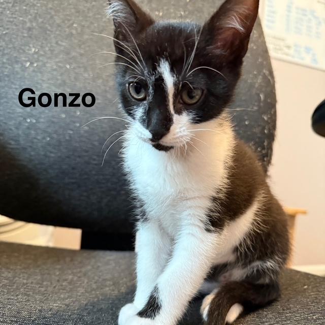 Gonzo
