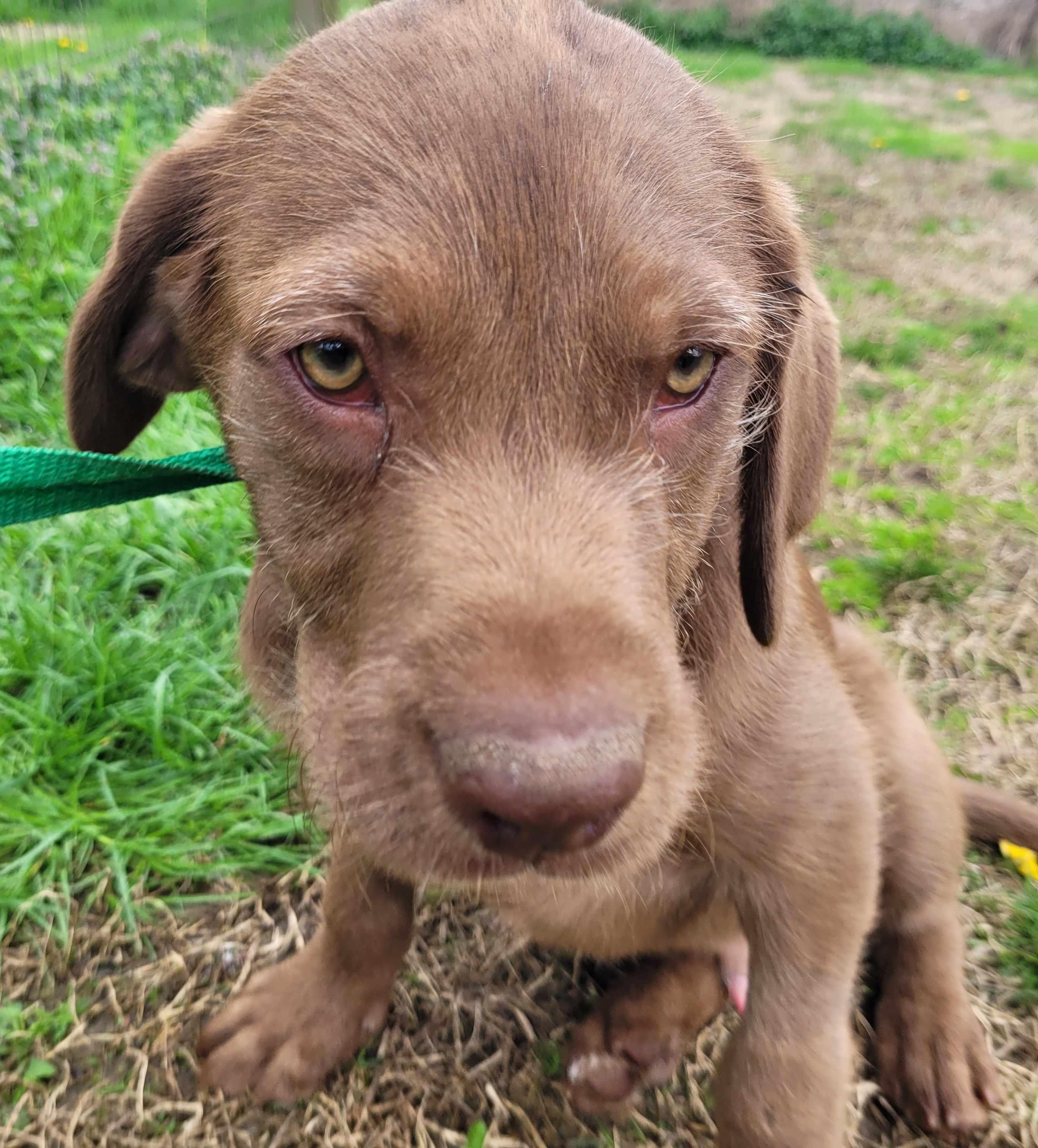 Barnaby #3 — thumbnail 2