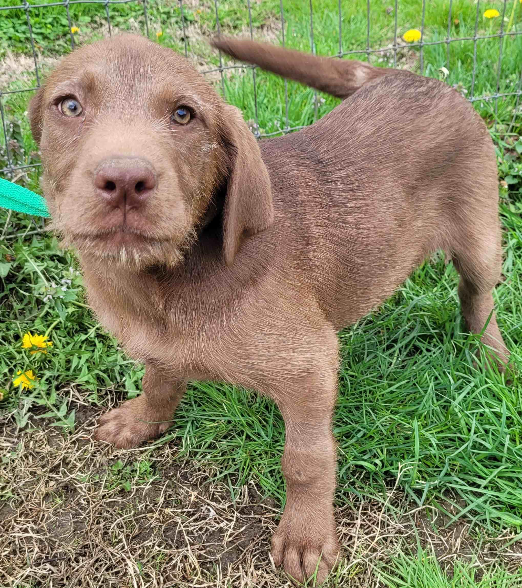 Barnaby #3 — thumbnail 3