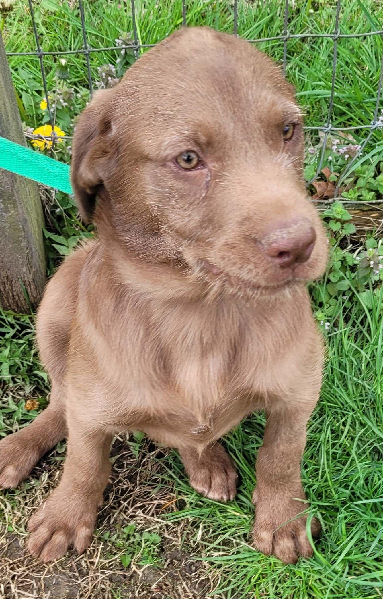 Barnaby #3 — thumbnail 4