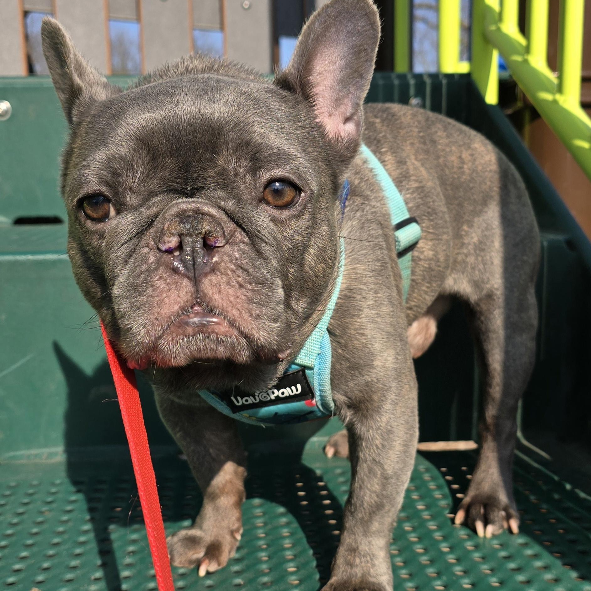 Enlarge Omen $99 ADOPTION FEE, a ADOPTABLE French Bulldog in Scarborough, ON image 5/6