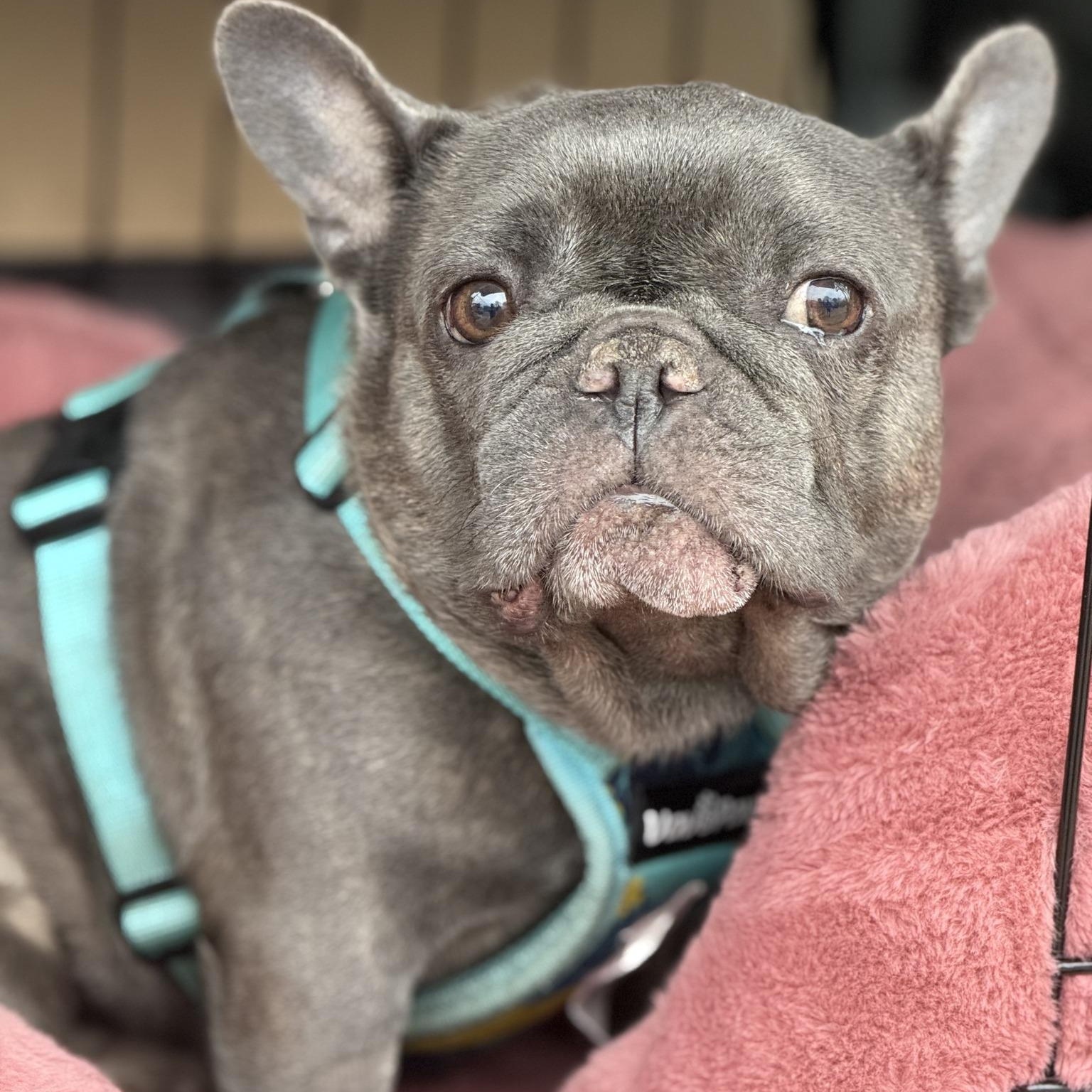 Enlarge Omen , an adoptable French Bulldog in Scarborough, ON image 3/6