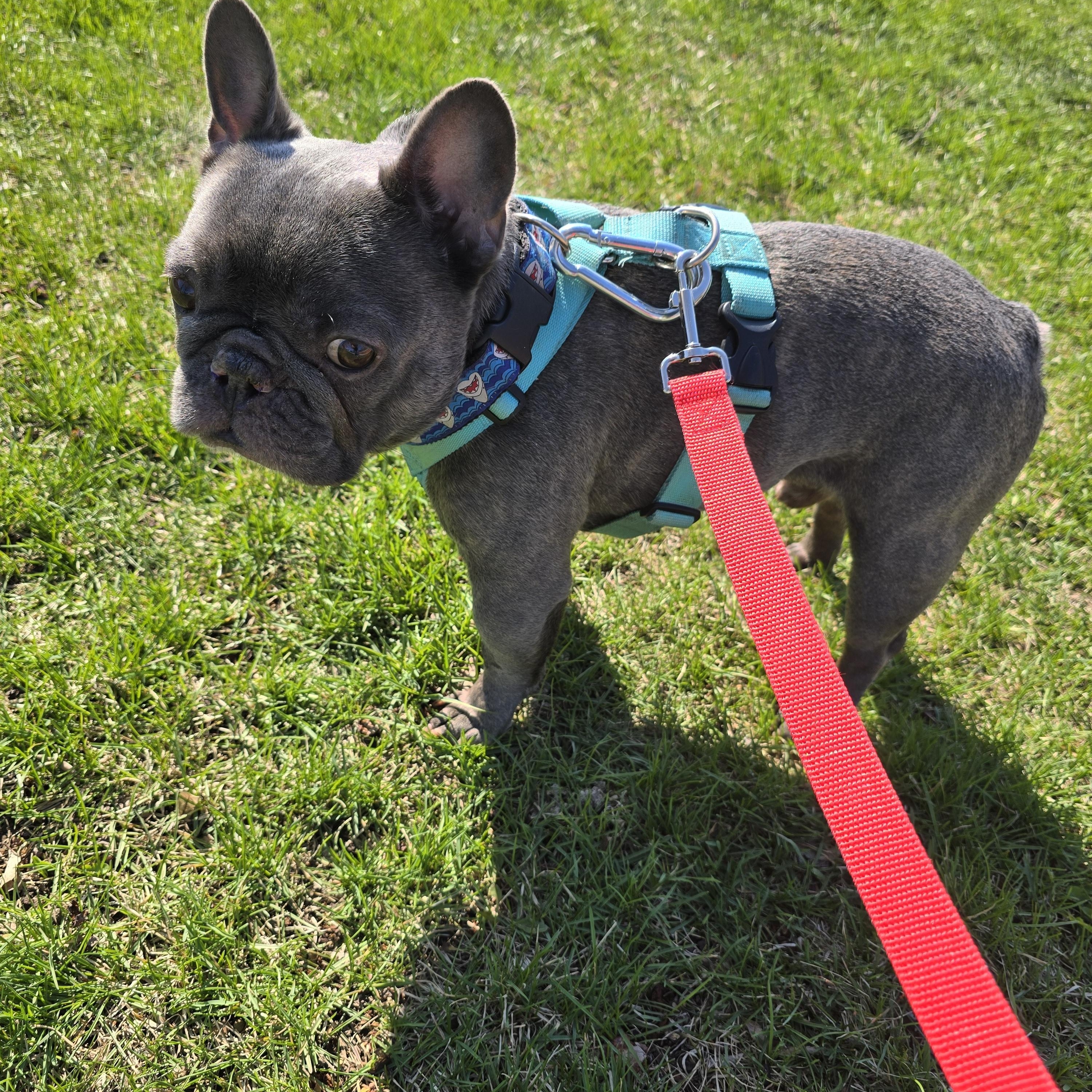 Enlarge Omen $99 ADOPTION FEE, a ADOPTABLE French Bulldog in Scarborough, ON image 2/6