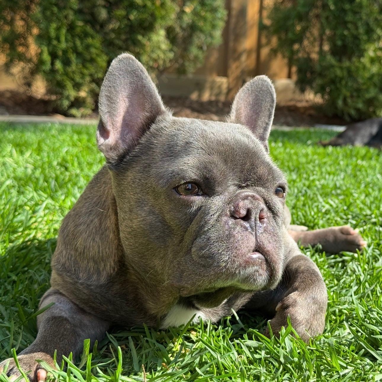 Enlarge Omen , an adoptable French Bulldog in Scarborough, ON image 1/6
