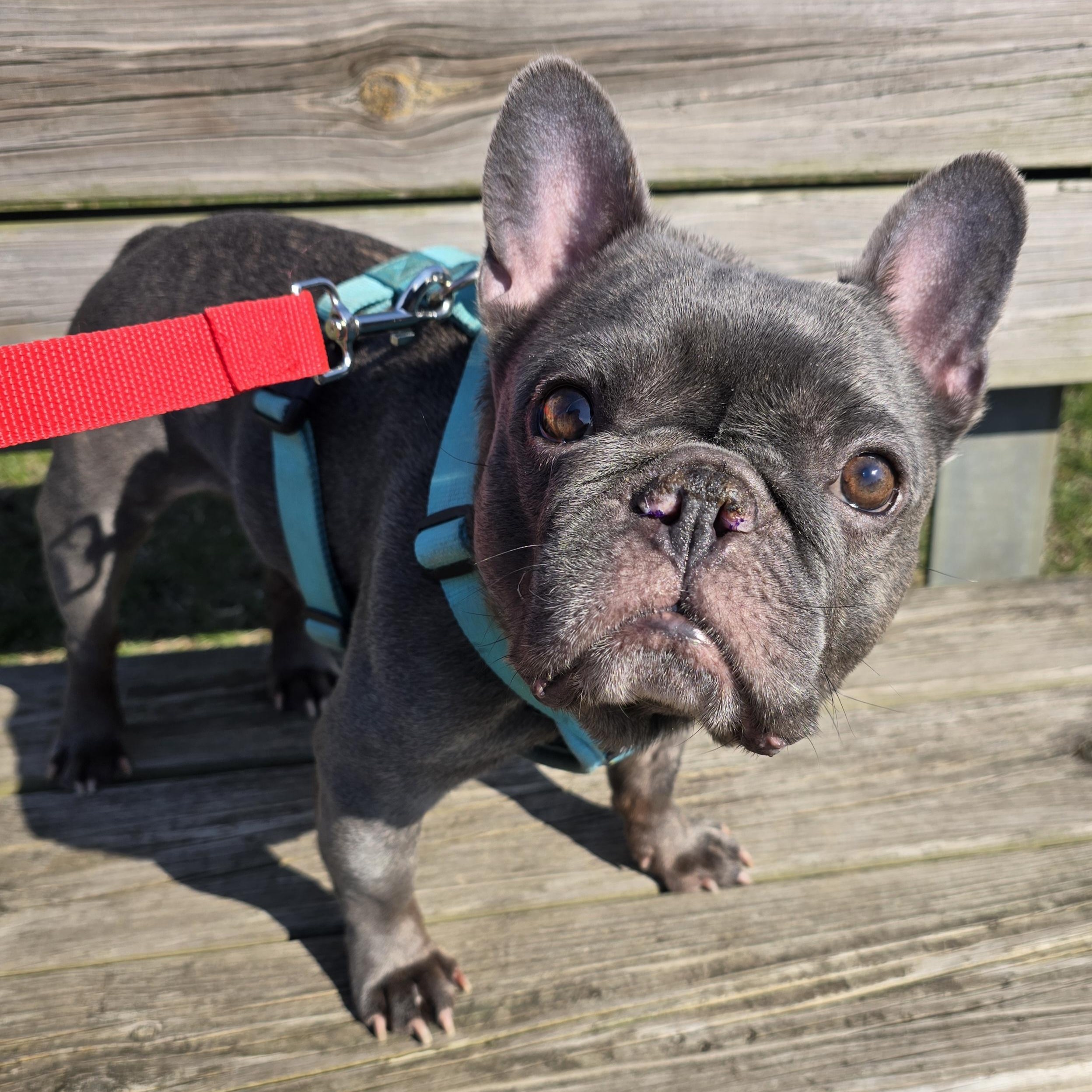 Enlarge Omen $99 ADOPTION FEE, a ADOPTABLE French Bulldog in Scarborough, ON image 4/6