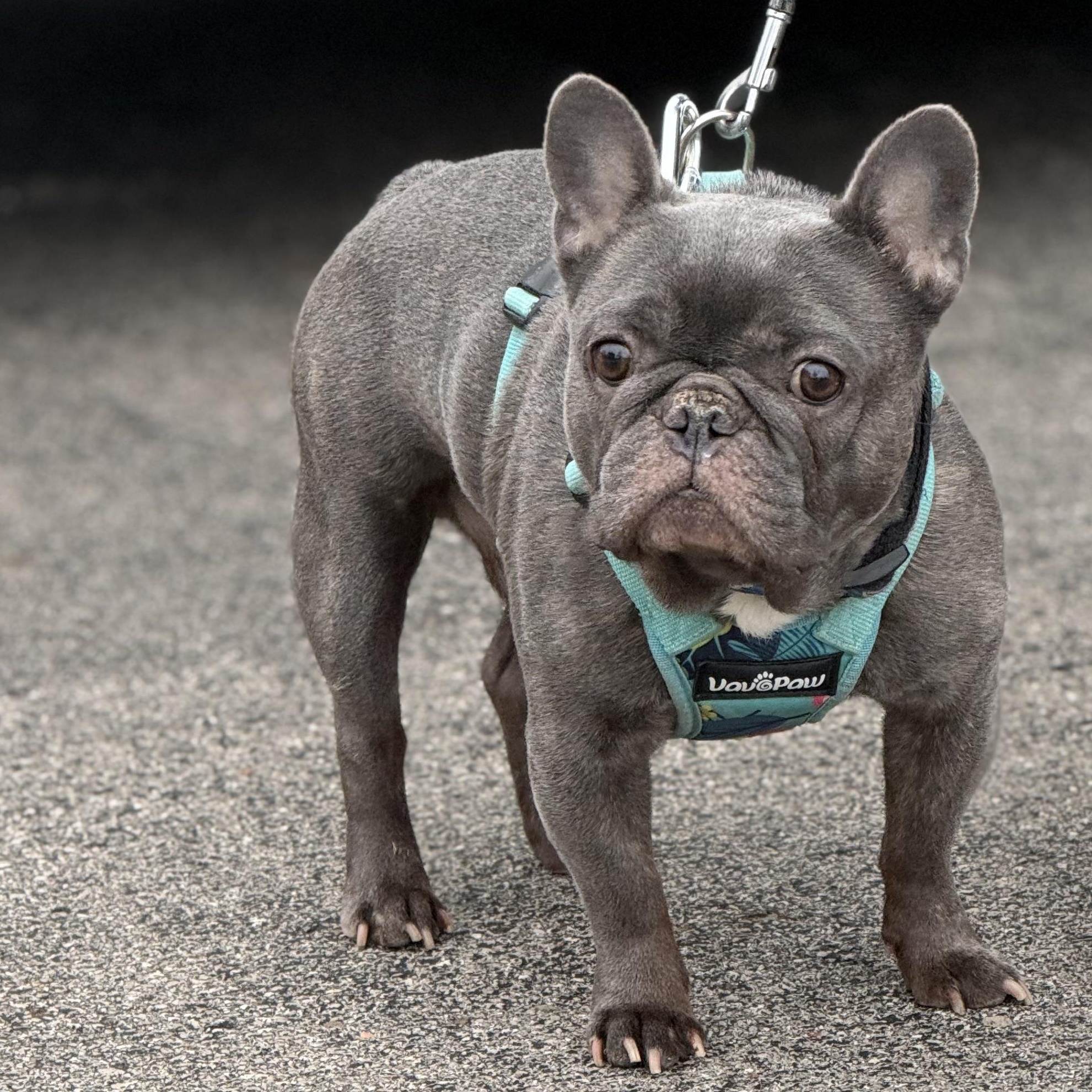 Enlarge Omen $99 ADOPTION FEE, a ADOPTABLE French Bulldog in Scarborough, ON image 3/6