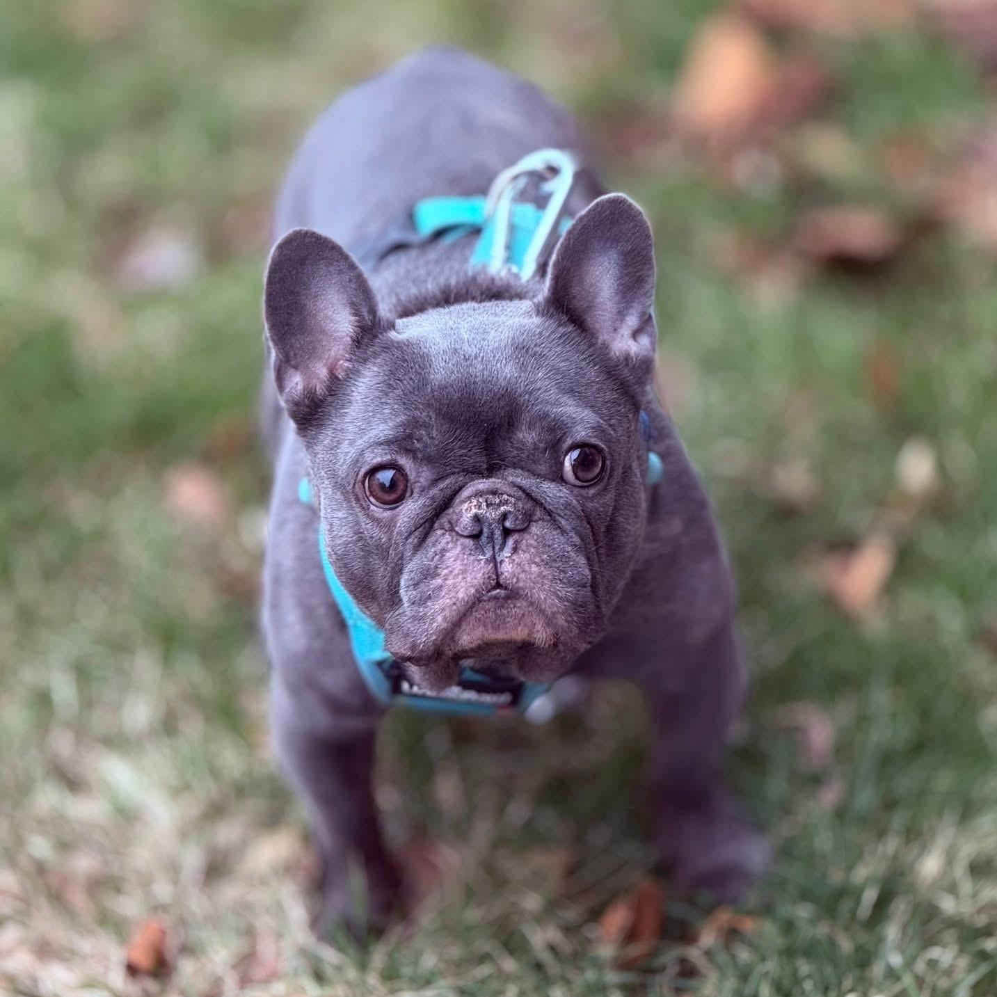 Omen $99 ADOPTION FEE, ADOPTABLE, Adult Male French Bulldog.