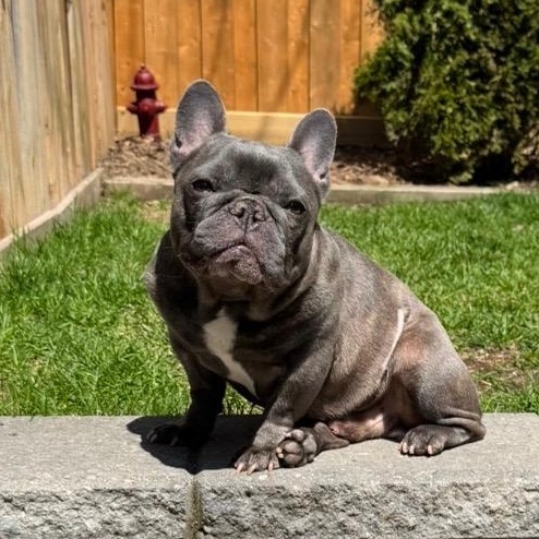 Enlarge Omen , an adoptable French Bulldog in Scarborough, ON image 2/6