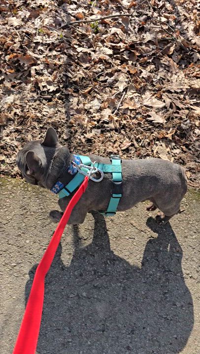 Enlarge Omen $99 ADOPTION FEE, a ADOPTABLE French Bulldog in Scarborough, ON video 6/6