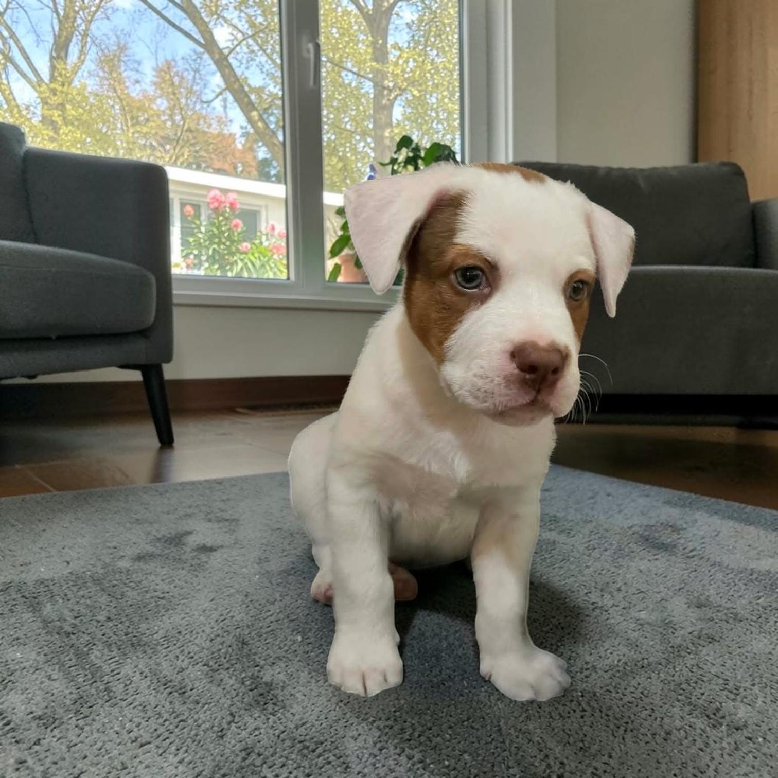 Capt, an adopted mixed breed in Fort Worth, TX image 1/4