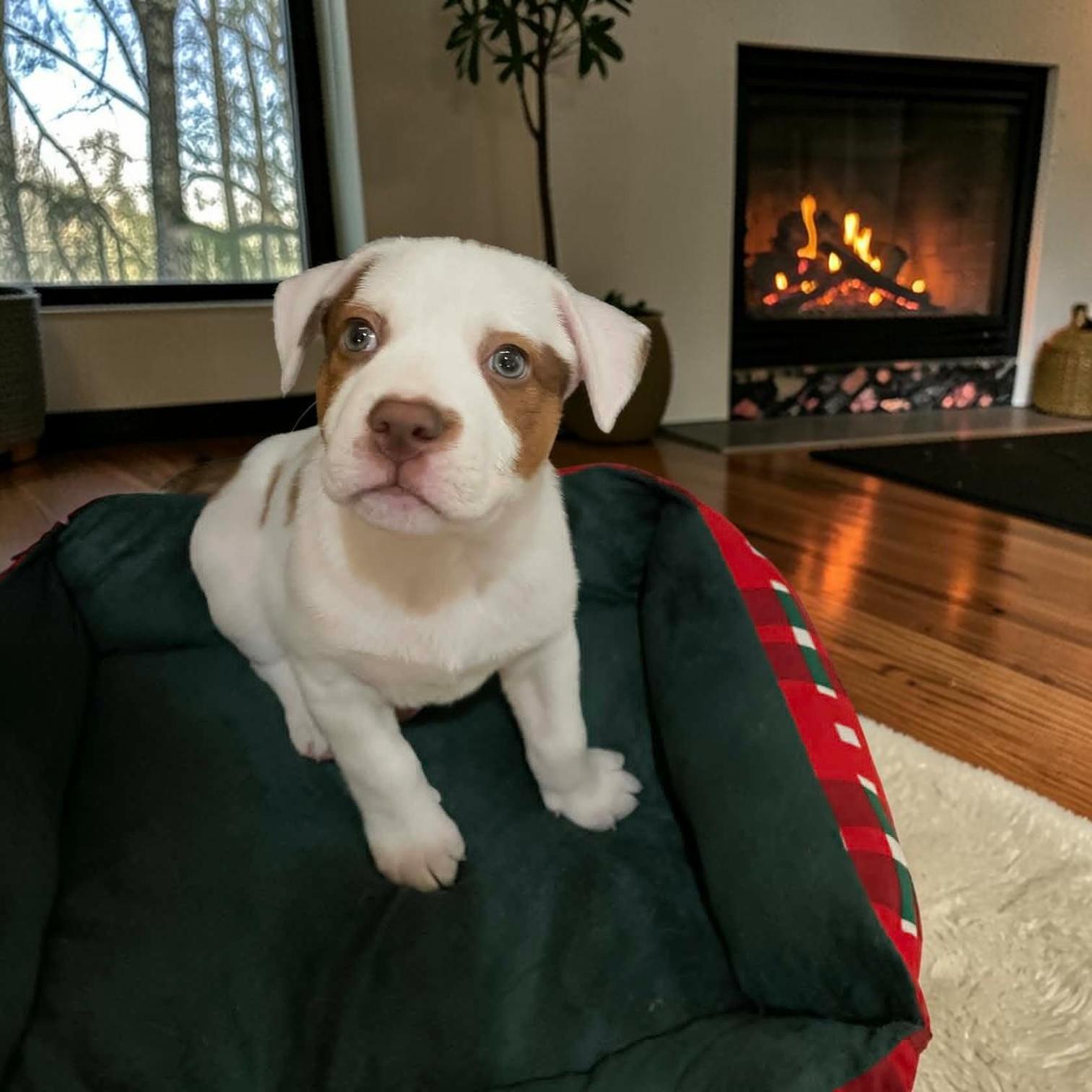 Capt, an adopted mixed breed in Fort Worth, TX image 2/4