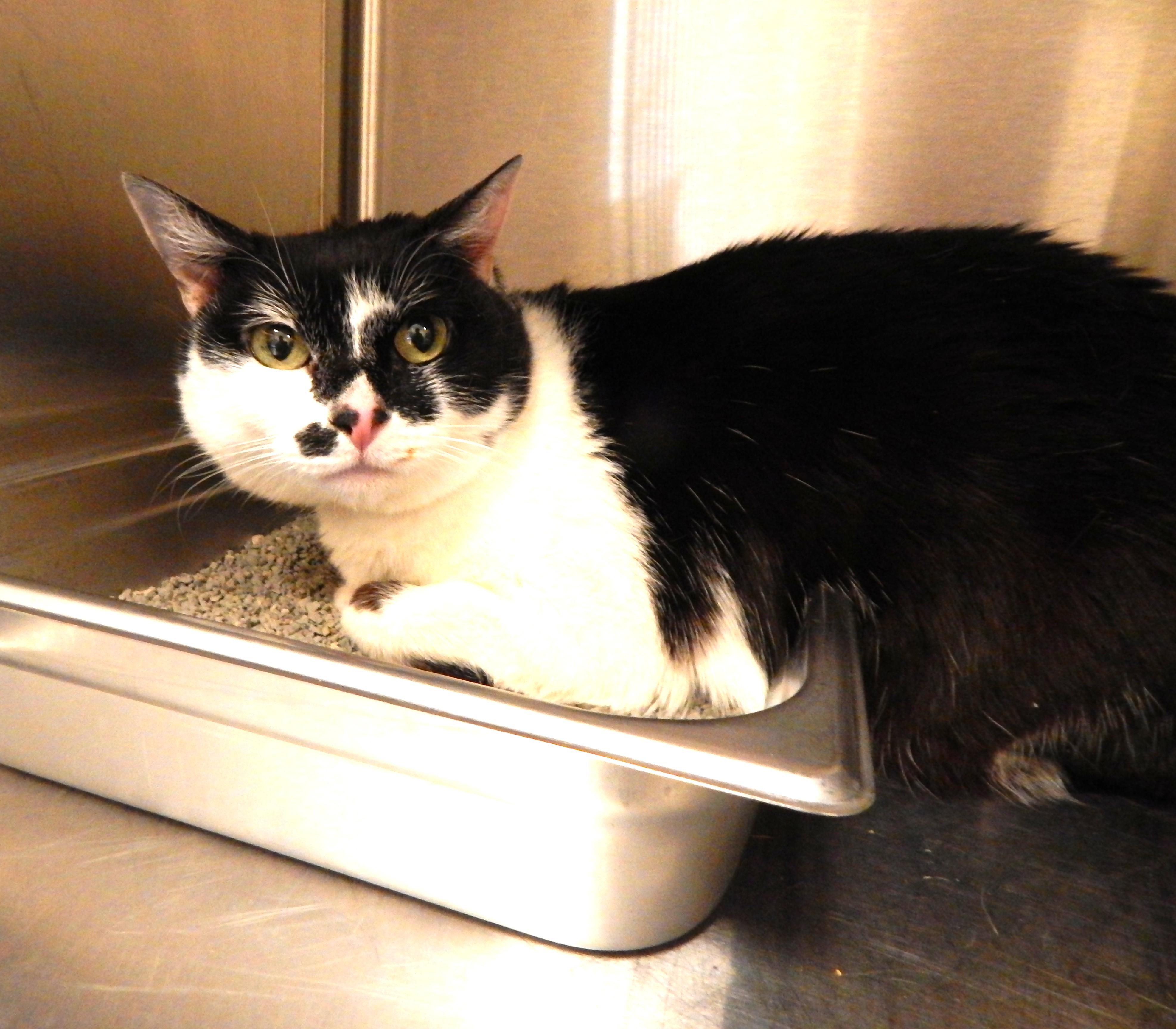 Enlarge Minnie, an adopted Domestic Short Hair in Mesquite, NV image 1/1