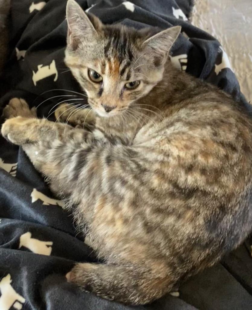 Enlarge ORCHID, a Adoptable American Bobtail in Elizabethton, TN image 1/1