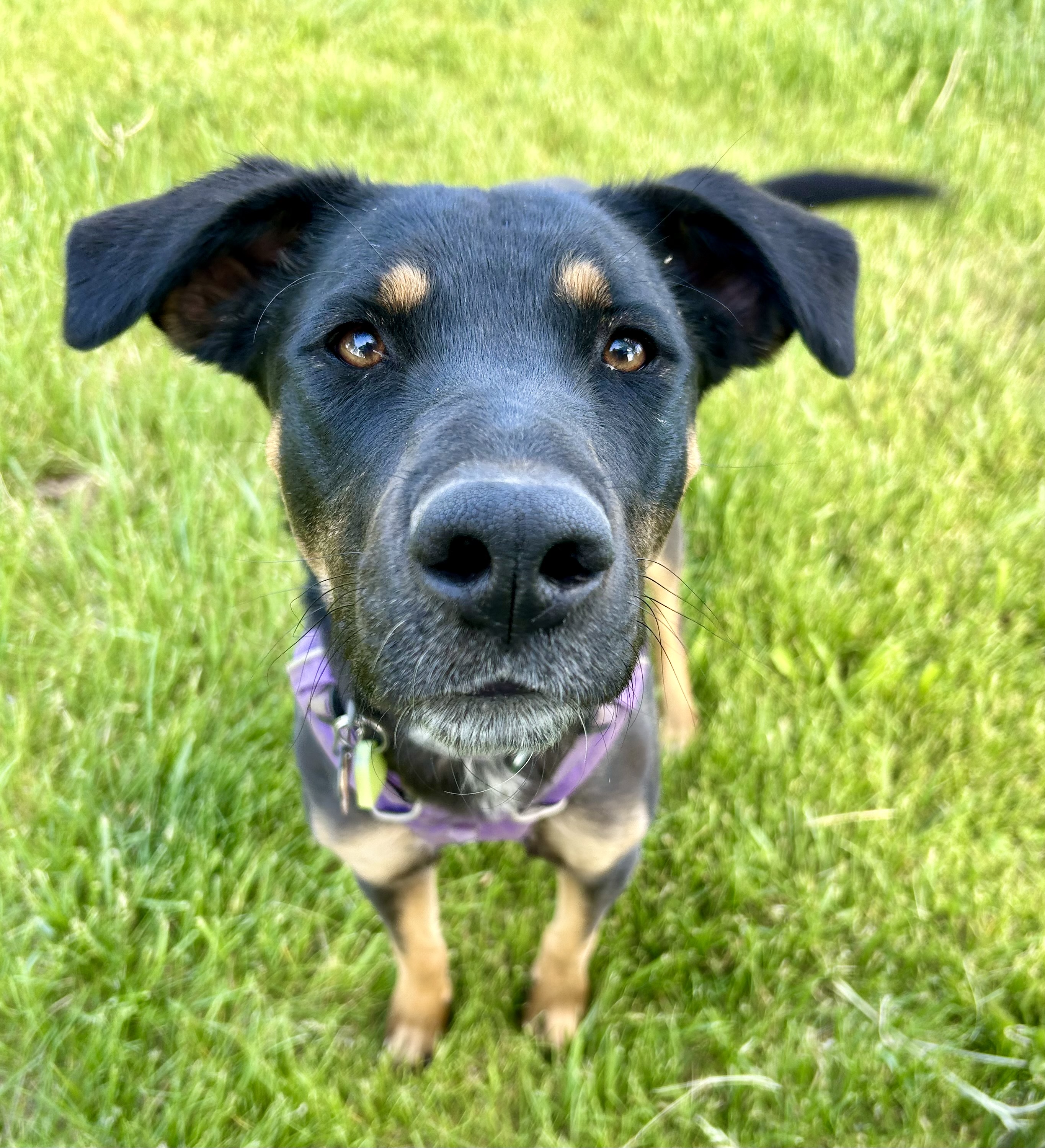 Opal, a Adoptable mixed breed in Durango, CO image 6/6