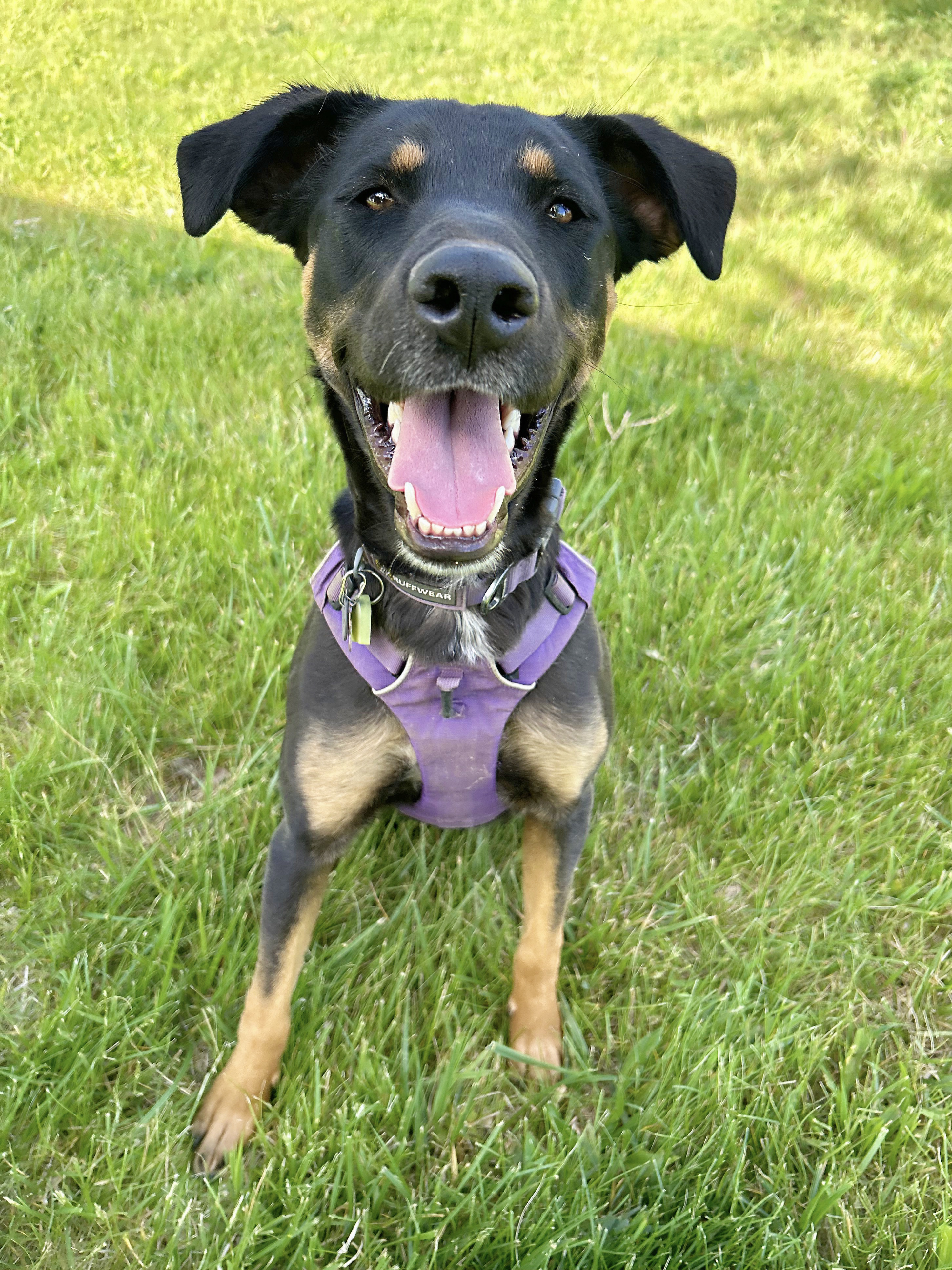 Opal, a Adoptable mixed breed in Durango, CO image 1/6