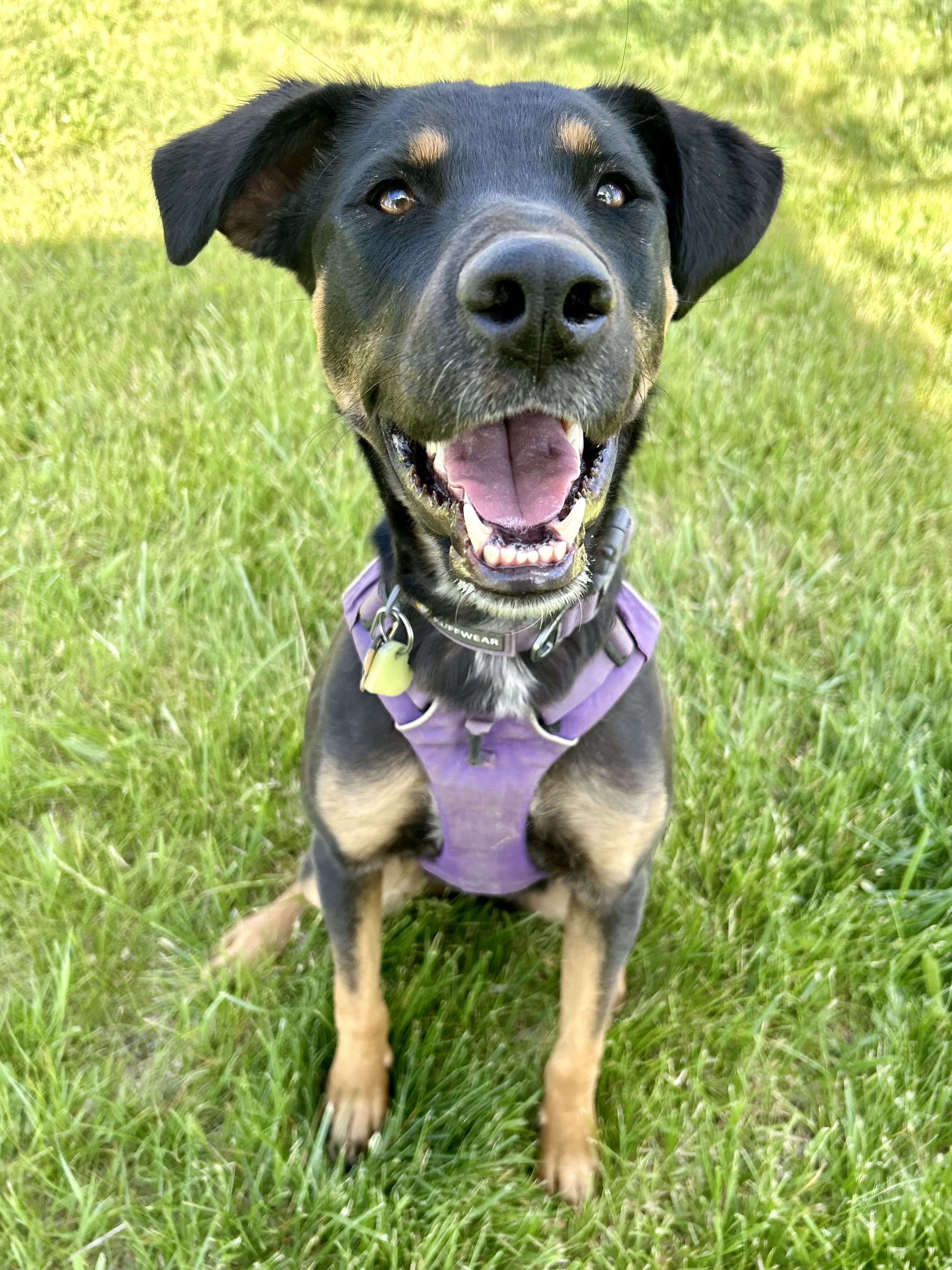 Opal, a Adoptable mixed breed in Durango, CO image 2/6