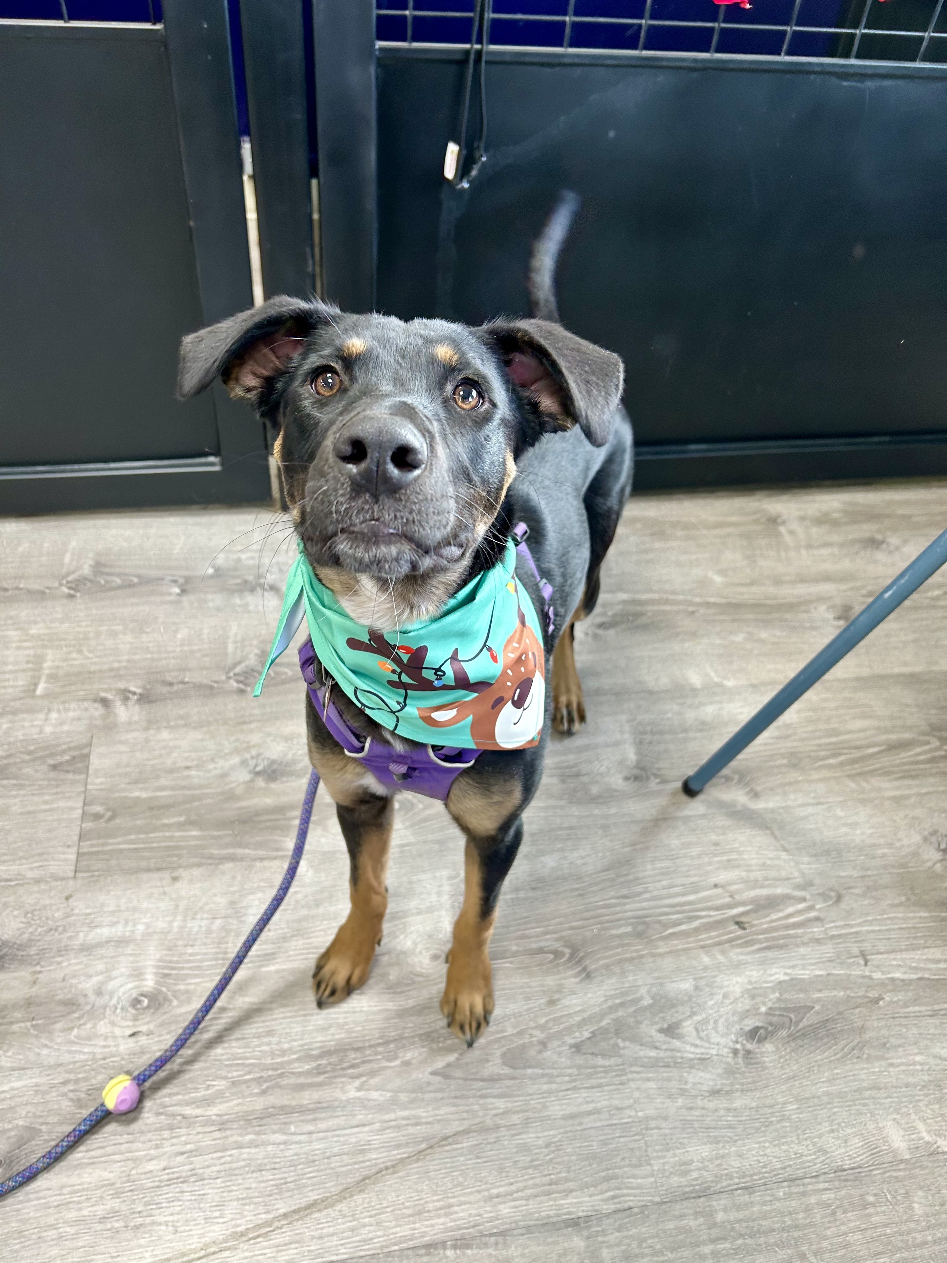 Opal, a Adoptable mixed breed in Durango, CO image 4/6