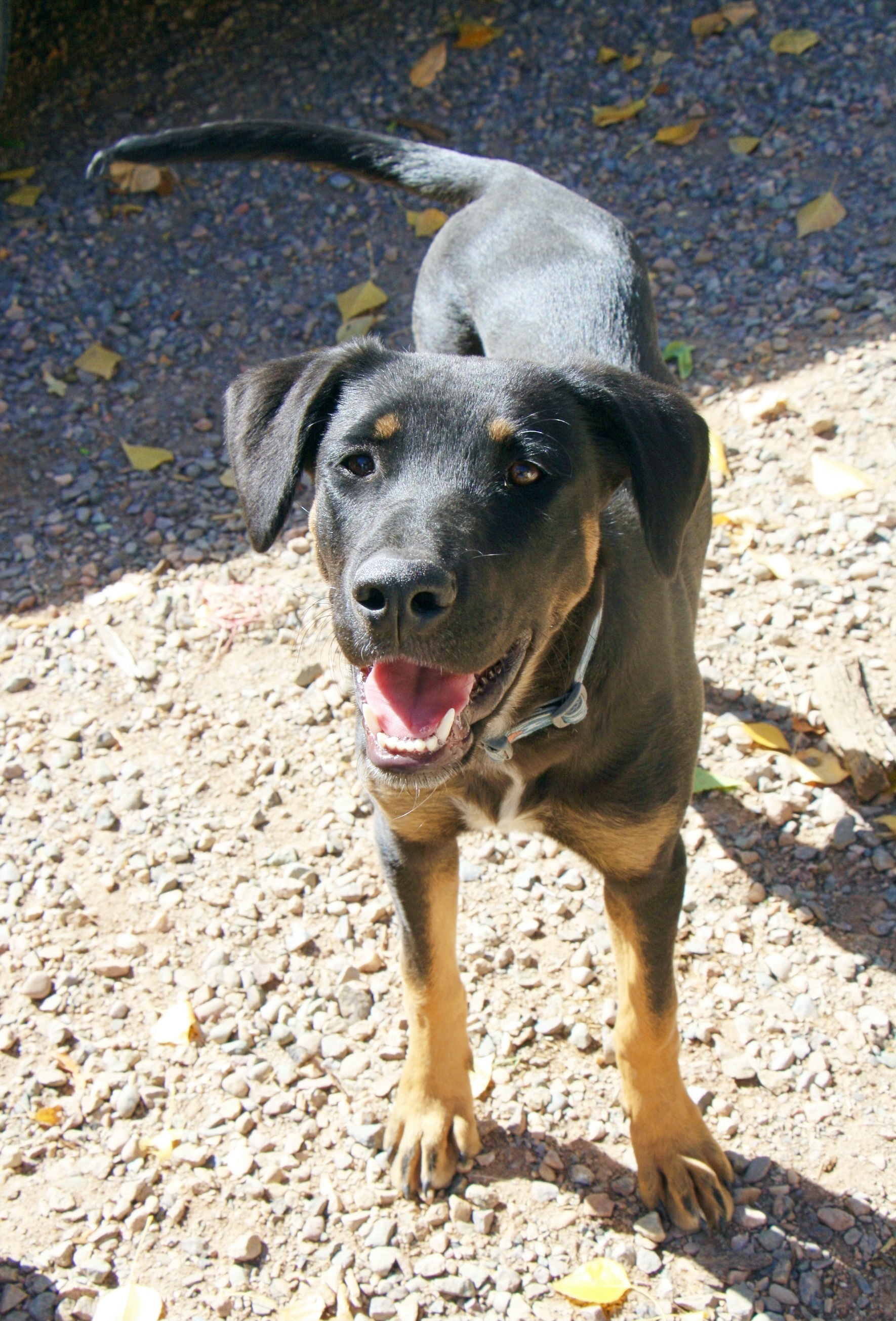 Opal, a Adoptable mixed breed in Durango, CO image 5/6