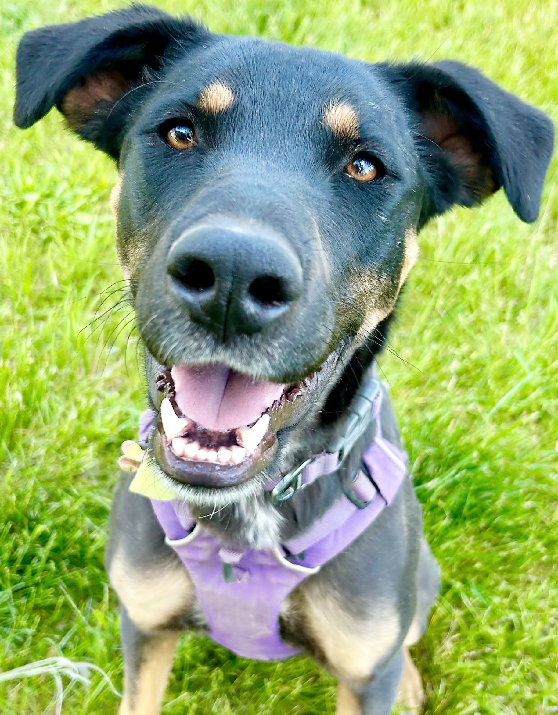 Opal, a Adoptable mixed breed in Durango, CO image 3/6