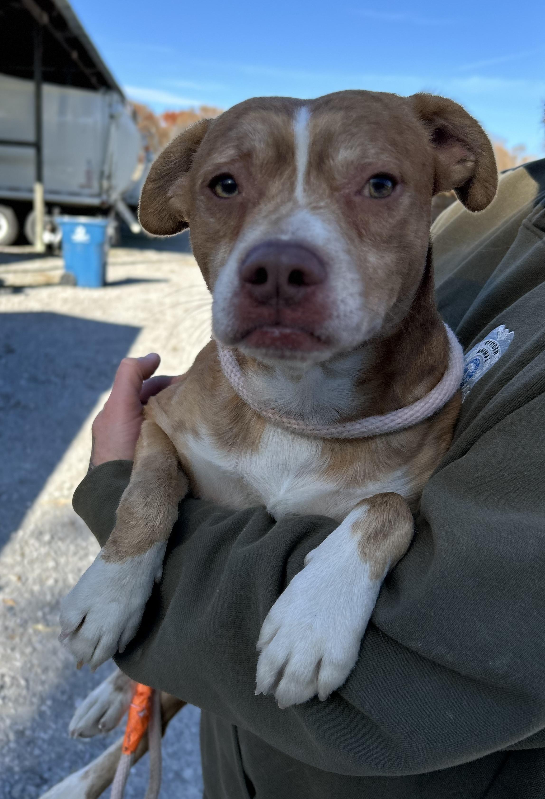 Enlarge Giblet, a ADOPTABLE mixed breed in Manchester, TN image 5/5