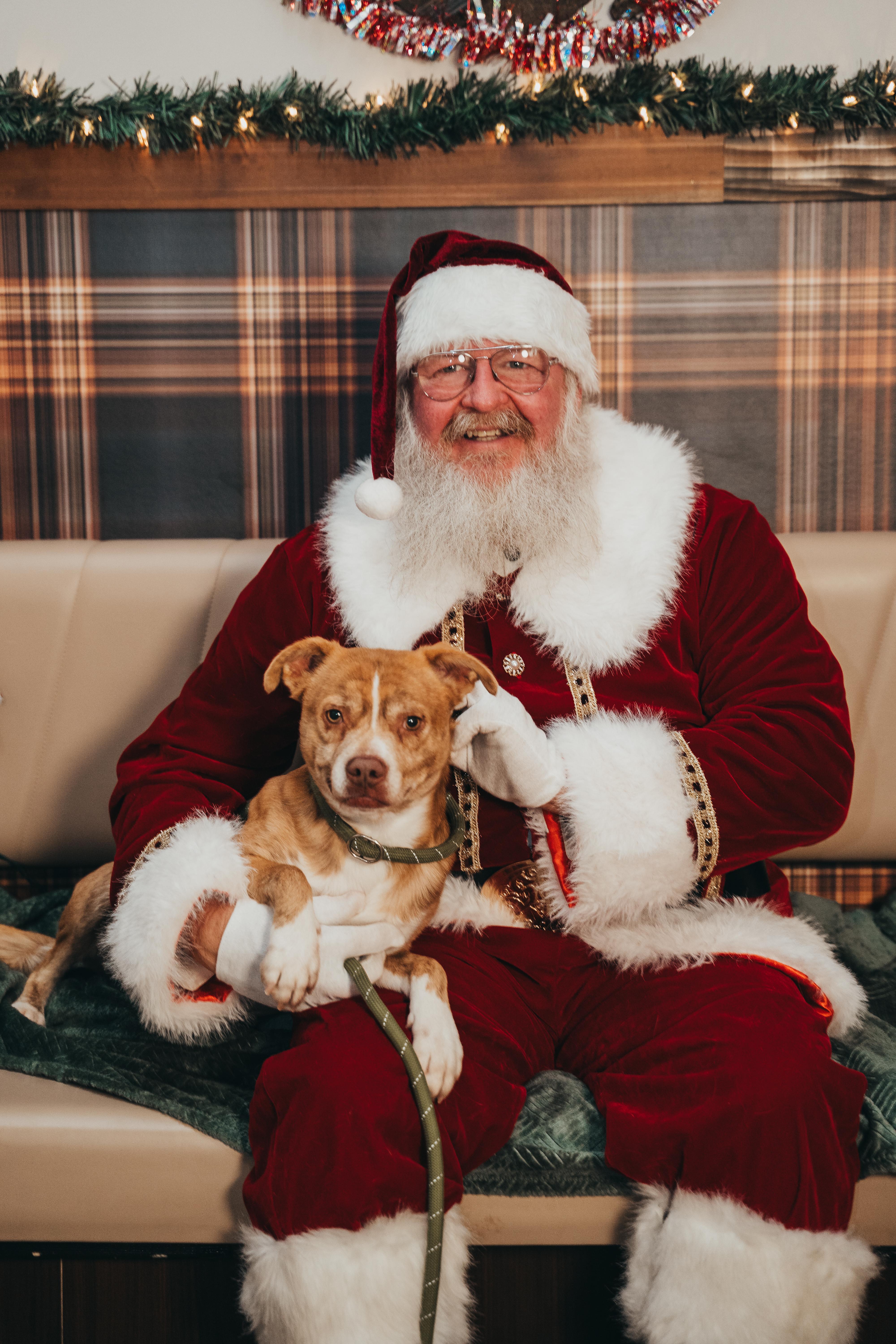 Giblet, ADOPTABLE, Adult Male Boston Terrier.